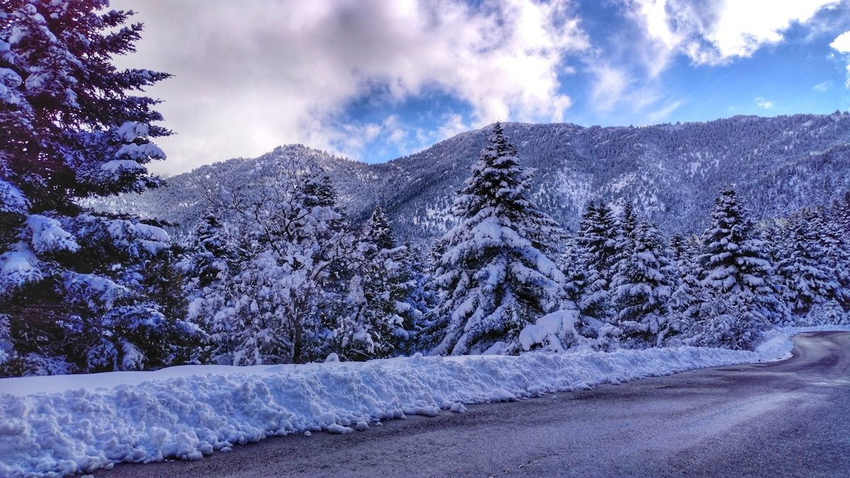 pine trees covered with white snow under white sky