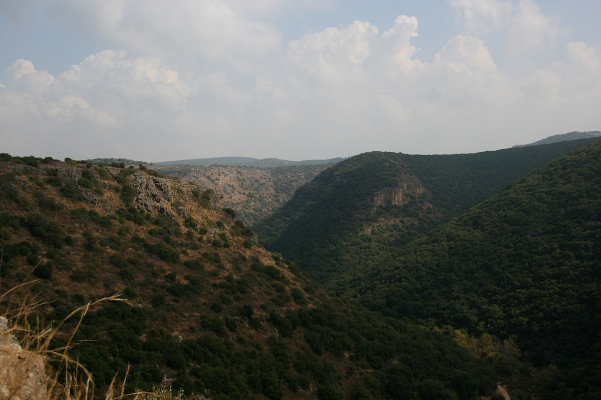 mountain cover with trees photograph
