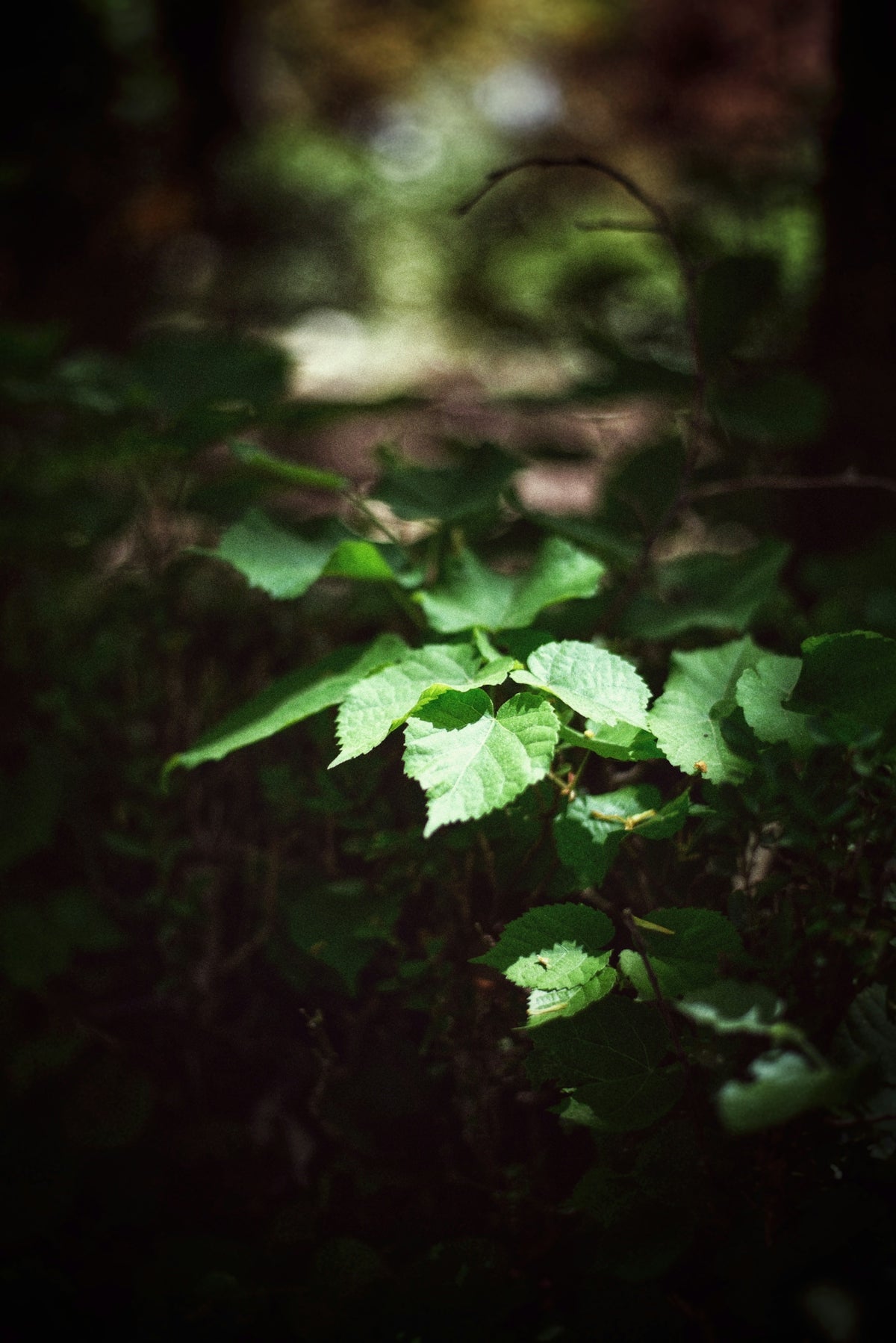 a leafy green plant in the middle of a forest